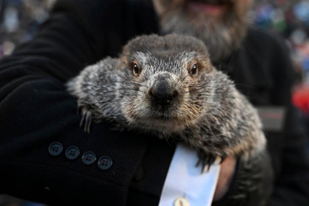 Phil’s Groundhog Day Prediction: 6 More Weeks of Winter