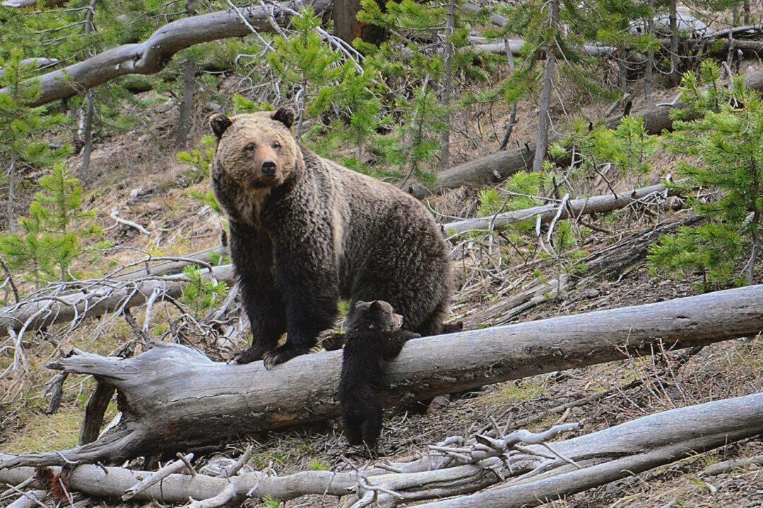 Couple Killed by Grizzly Bear in Banff National Park