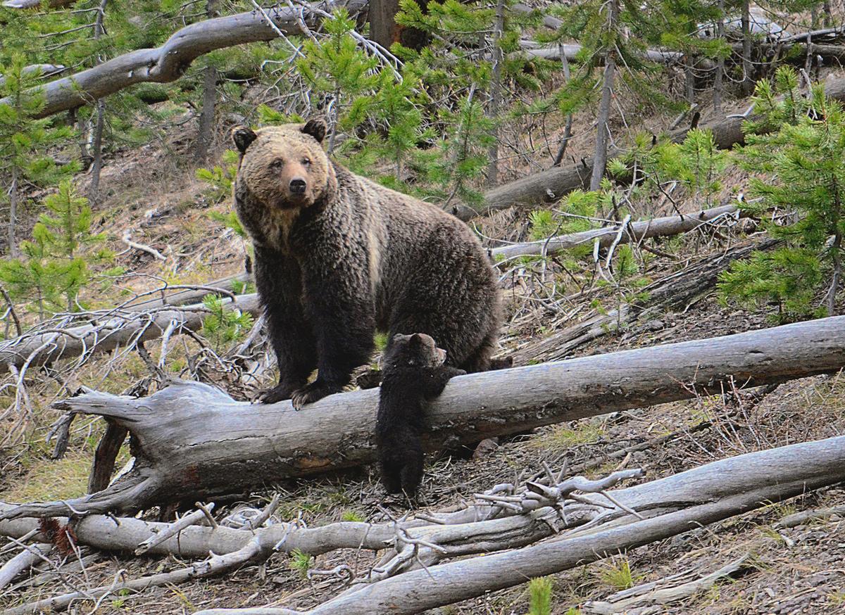 Couple Killed by Grizzly Bear in Banff National Park