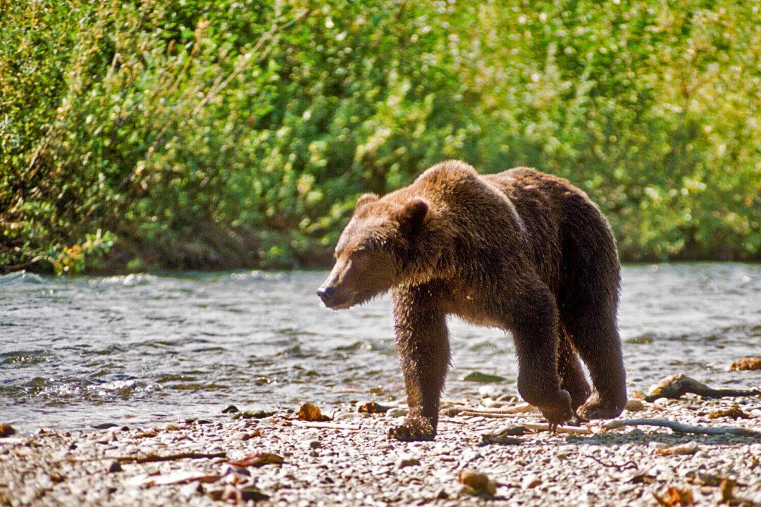 Now Is Your Chance to Nab a Permit to Watch McNeil River Bears Feast on Salmon This Summer
