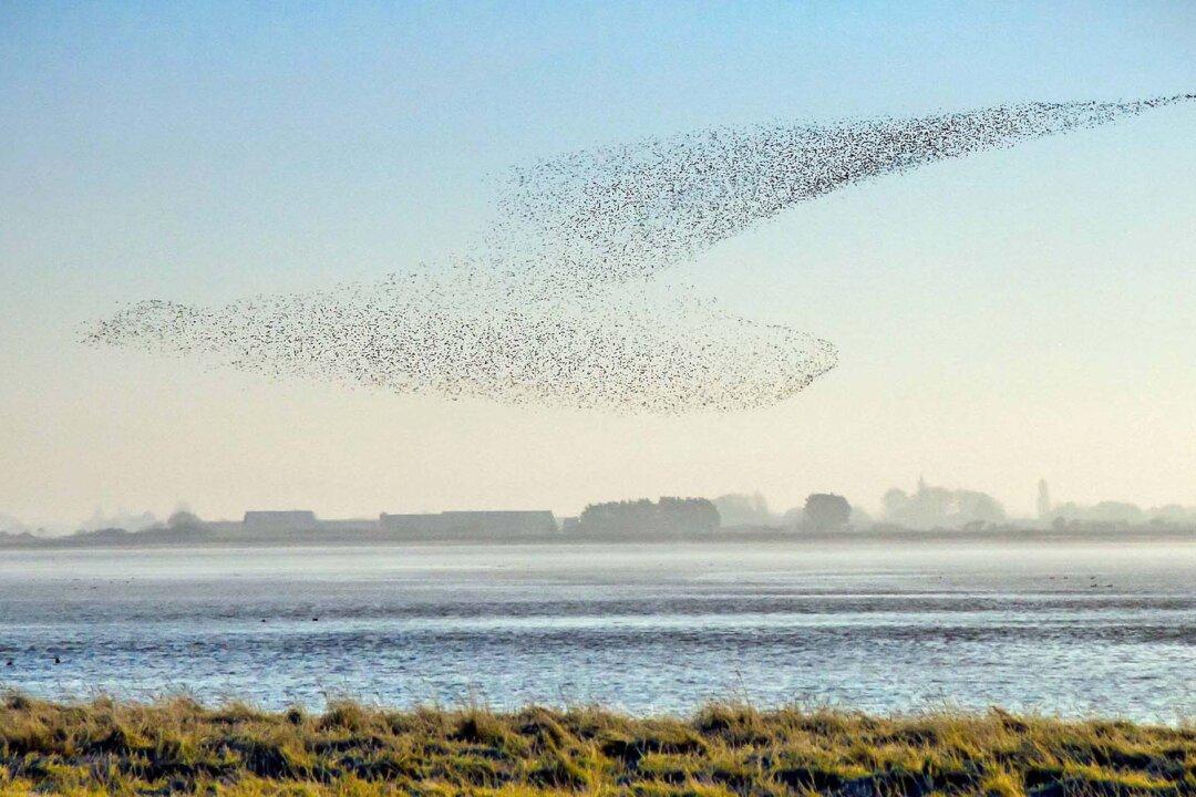 Photographer Snaps Photos of Thousands of Birds Flying in a Formation Resembling Giant Bird