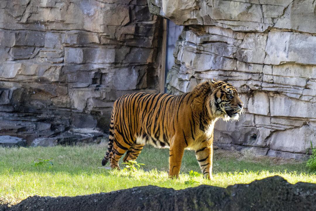Endangered Sumatran Tiger Moves Into Busch Gardens Tampa Bay