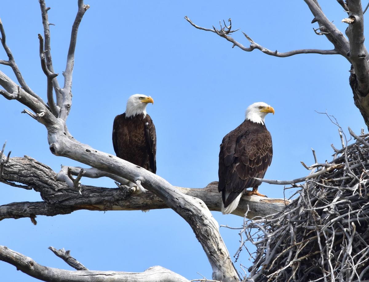 Wind Turbines Deadly for Bald Eagles and Songbirds, but Could Benefit Region, Ohio Supreme Court Is Told