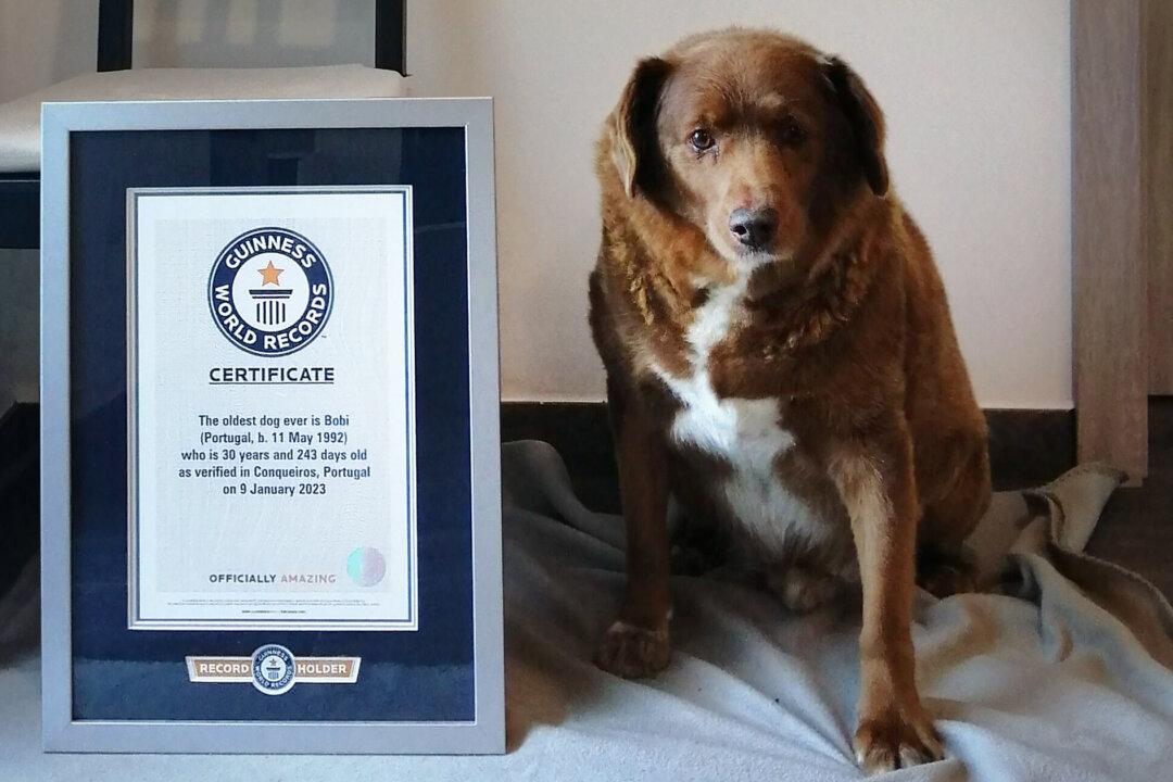 30-Year-Old Pooch From Portugal Shatters Record for ‘Oldest Dog Ever’—Owner Shares Secret to His Longevity
