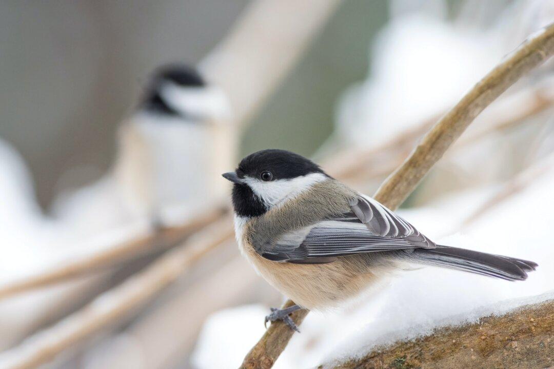 Great Backyard Bird Count