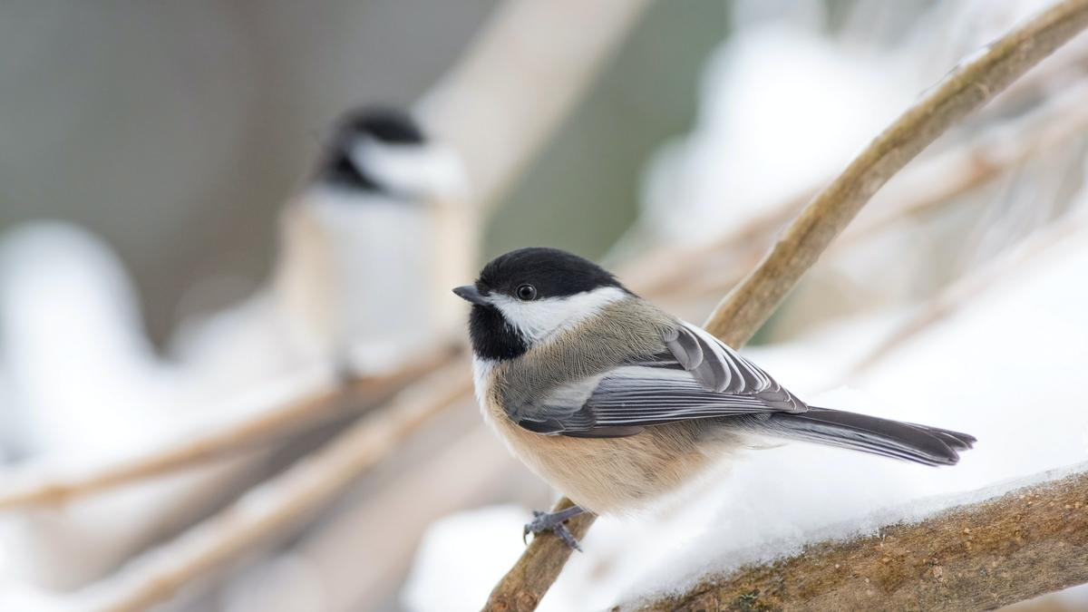 Great Backyard Bird Count