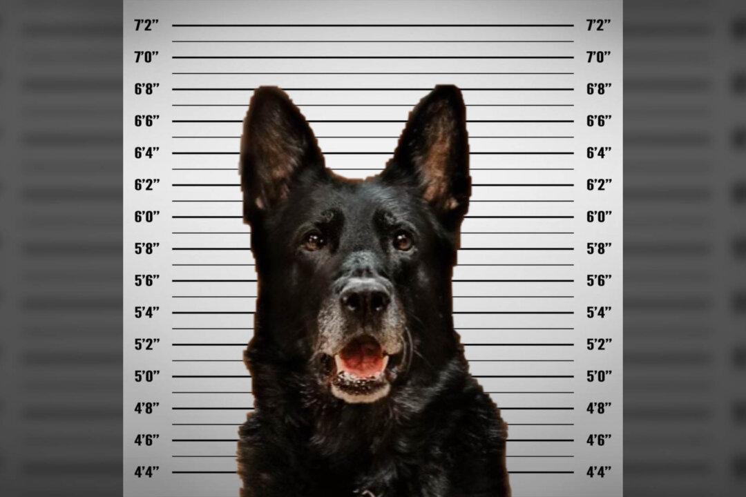 Police K9 Accused of ‘Stealing’ Officer’s Lunch ‘Invokes Fifth Amendment’ Right to Remain Silent
