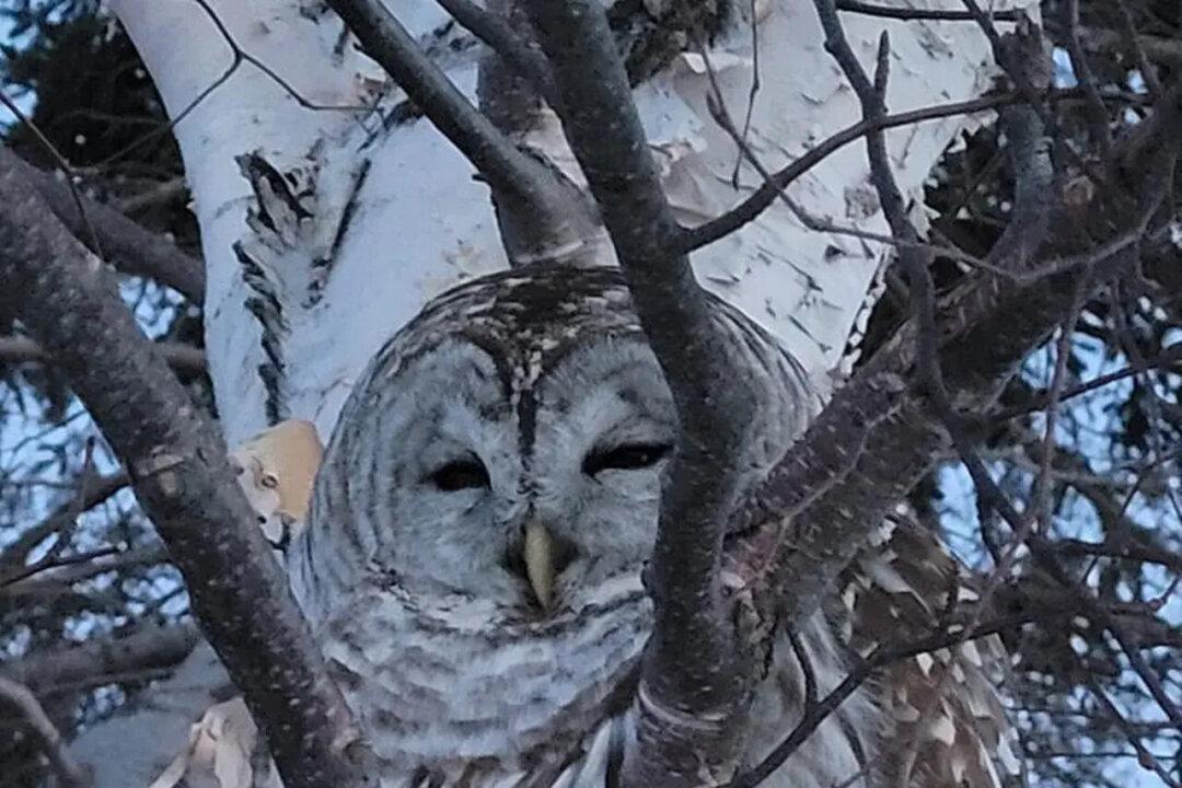 Owl Rescued From Prince Edward Island Field to Be Taken to Nova Scotia for Treatment