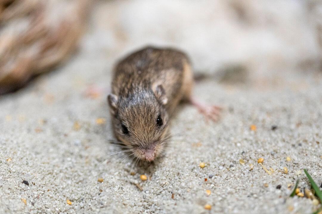 Tiny California Mouse Wins Guinness Award for Longevity
