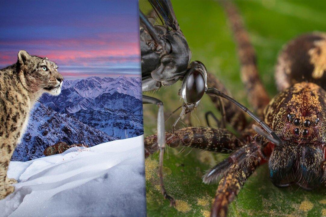 Snow Leopard ‘Dream’ Shot Wins People’s Choice in Wildlife Photographer of the Year From 25 Shortlisted