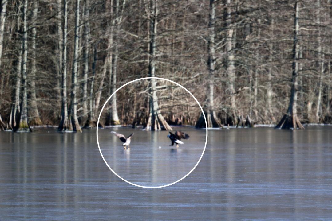 VIDEO: Photographer Captures Bald Eagle Playing With a Golf Ball on a Frozen Lake
