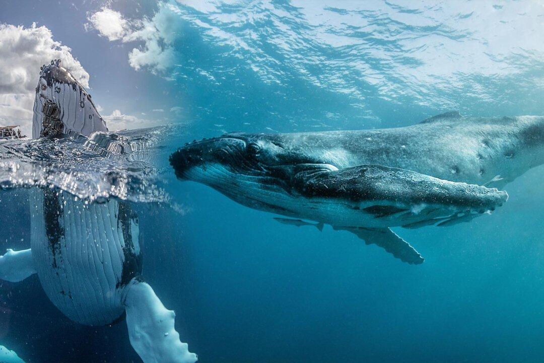 PHOTOS: Russian ‘Whale Whisperer’ Photographs Humpbacks Meeting, Touching People for First Time Ever
