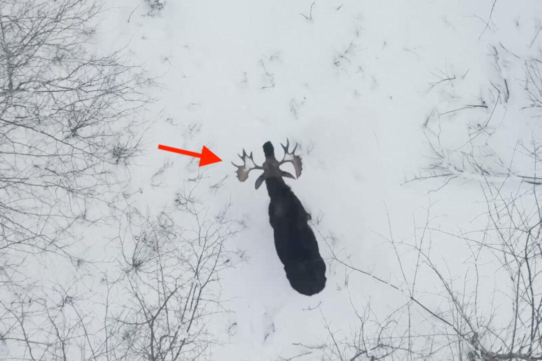 VIDEO: Man Captures ‘Extremely Rare’ Moment Moose Sheds Both Antlers in a Snowy Forest