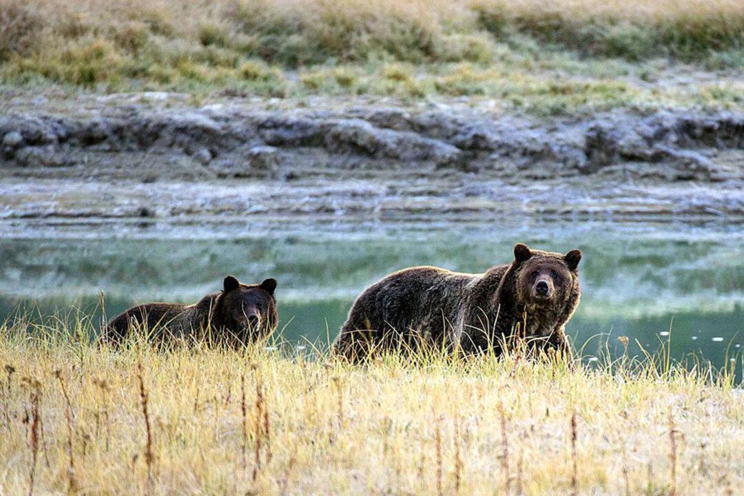 Man Taken to Hospital After Bear Attack Near Alberta–BC Border