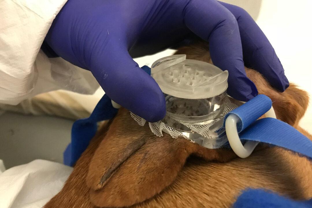 Watchdog Group Exposes ‘Painful’ Taxpayer-Funded Experiments on Dogs