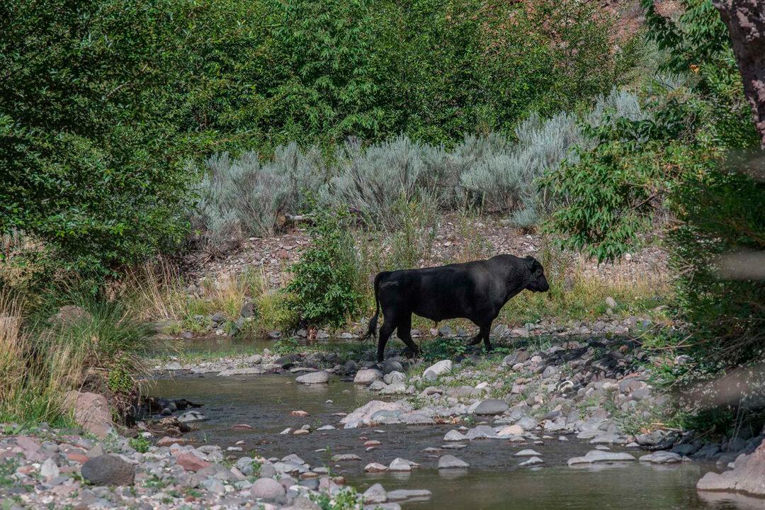 Kill Order for New Mexico Feral Cows Issued by US Officials