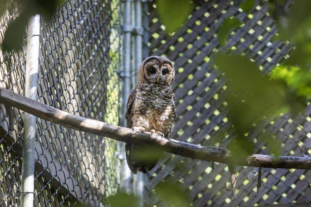 Northern Spotted Owl Found Injured Near BC Train Tracks Two Months After Release