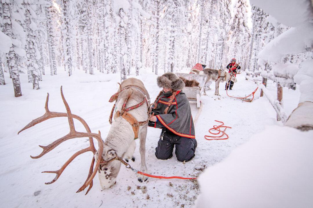 Woman From Finland Quits Her Job at a Restaurant After an Injury, Becomes a Reindeer Herder
