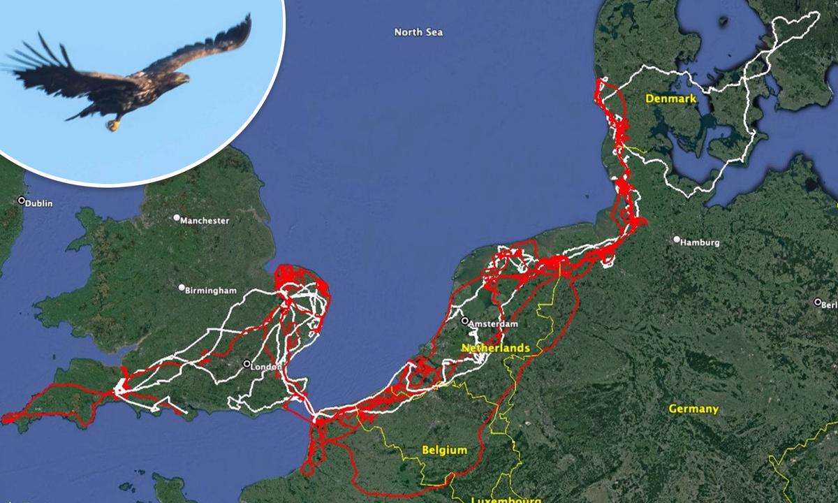 Rare White-Tailed Eagle Flies 10,000 Miles Through 7 Countries, Returns Home After 2 Years With a Missing Foot