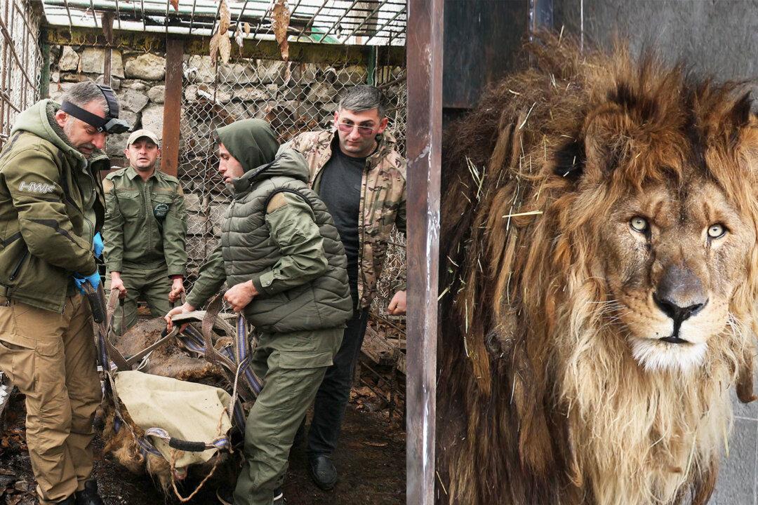 The World’s Loneliest Lion Rescued From Cage After 15 Years, Waits to Go Home to South Africa