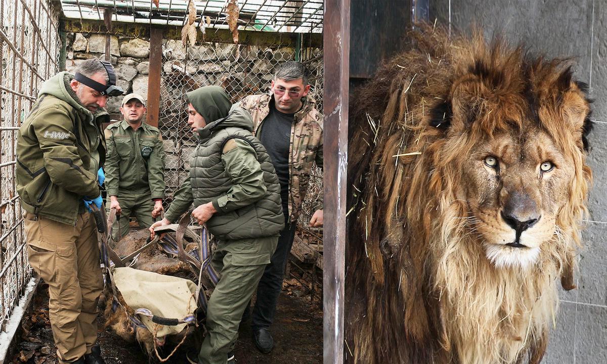 The World’s Loneliest Lion Rescued From Cage After 15 Years, Waits to Go Home to South Africa