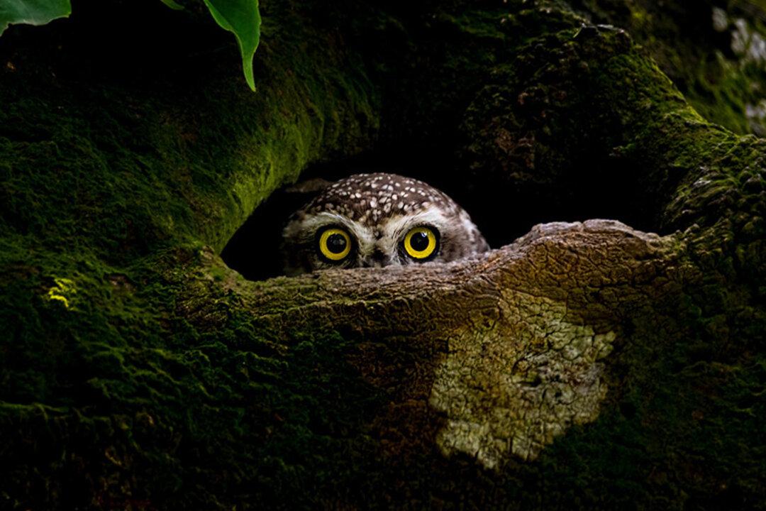 39 of the World’s Best Photos: Sony World Photography Awards Releases Winners From 55 Countries