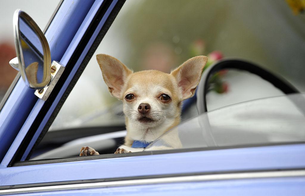 Dogs Could Soon Be Banned From Sticking Their Heads Out of Cars in Florida