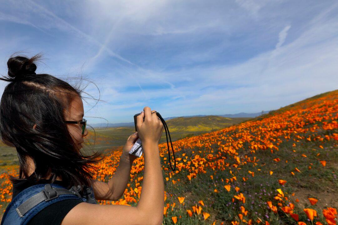 Are the Conditions Ripe for a ‘Superbloom’ in Rain-Soaked California? Here’s What Experts Say