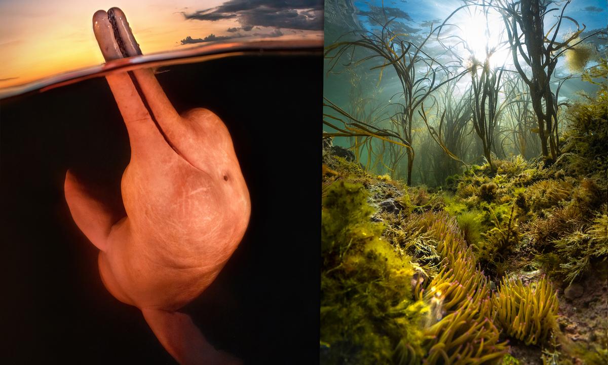 Amazon River Dolphin Wins Underwater Photographer of the Year—Beside Sea Jungles and Shipwrecks