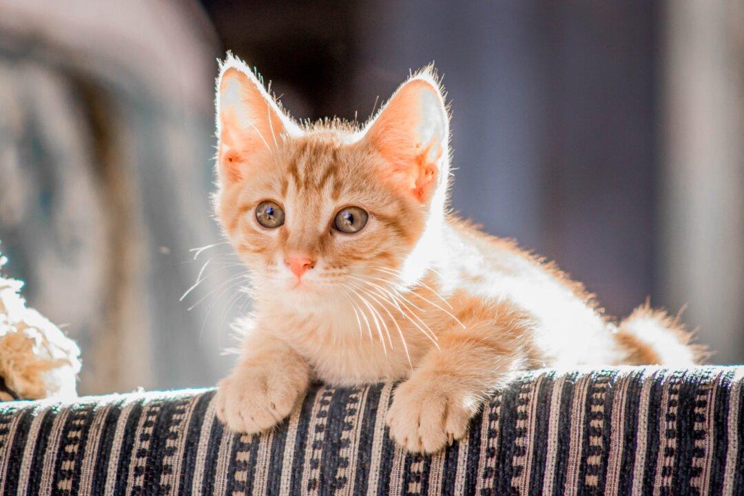 2-Pound Kittens Ready for Vaccinations