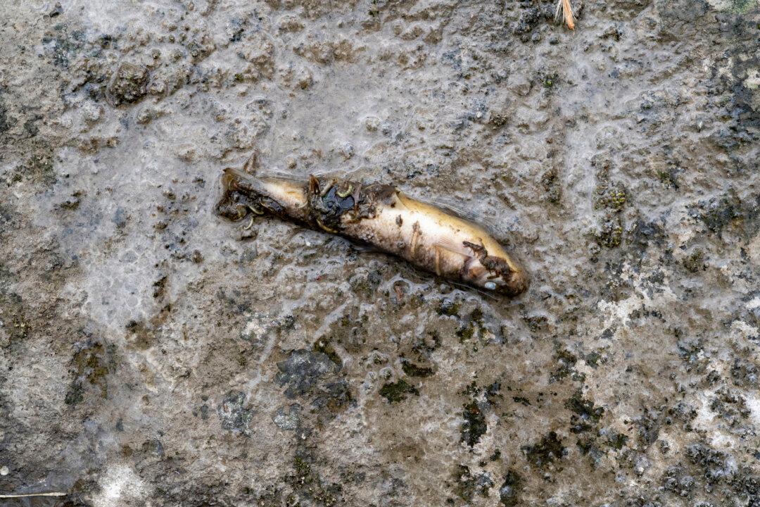 More Than 749,000 Fish Killed in Montgomery County Fertilizer Spill