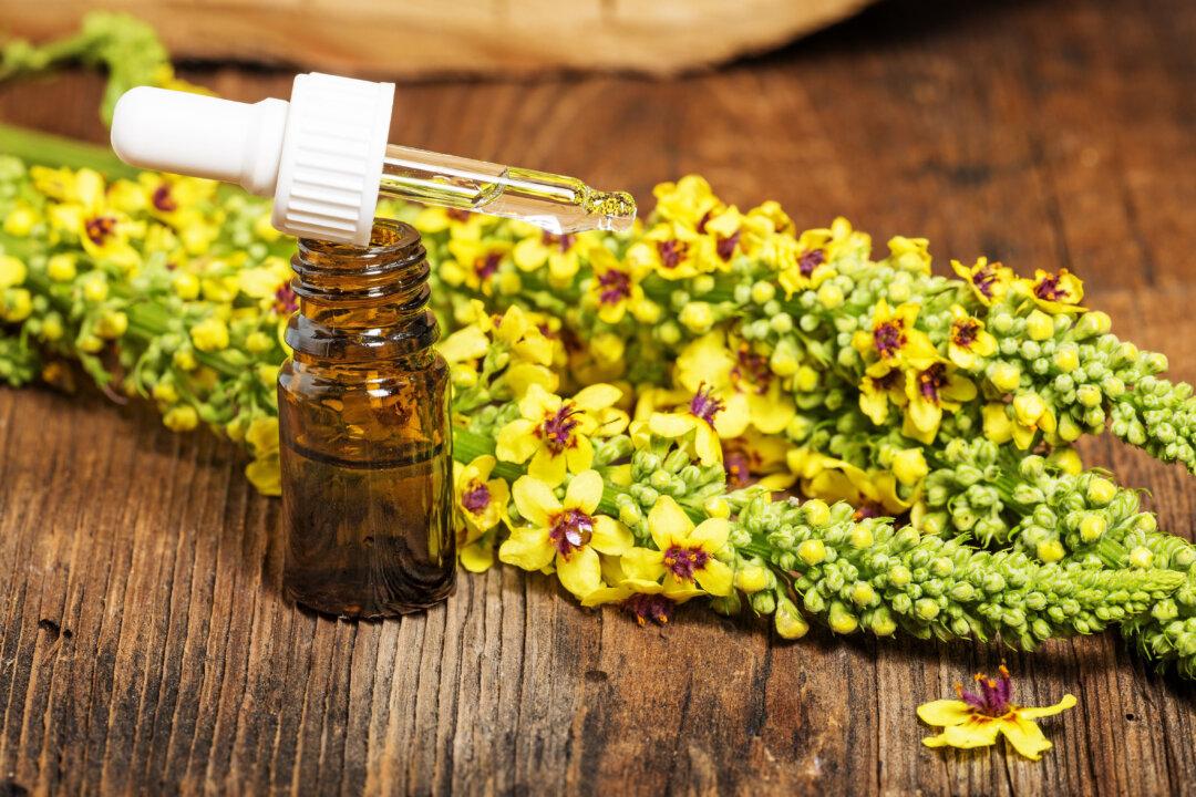 Mullein: Popular ‘Weed’ for COVID Lung, Many Other Conditions