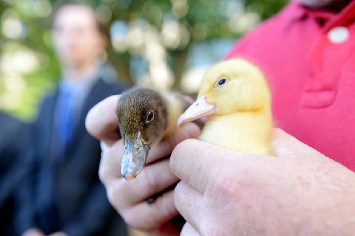 Duck Hunting Season Given Green Light in Southern Australia Despite Calls for Ban