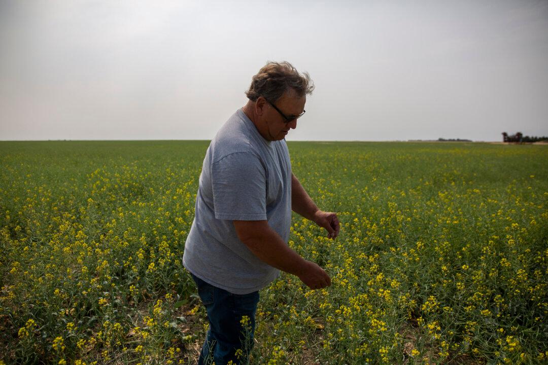 Pesticide Ban Could Lead to Crop Failure, Higher Food Prices: Alberta Ag Minister