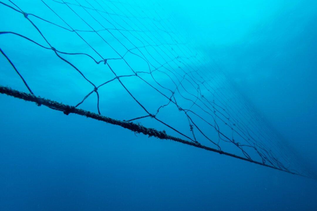 Argentine Fishermen Find Remains of Missing Man Inside Shark