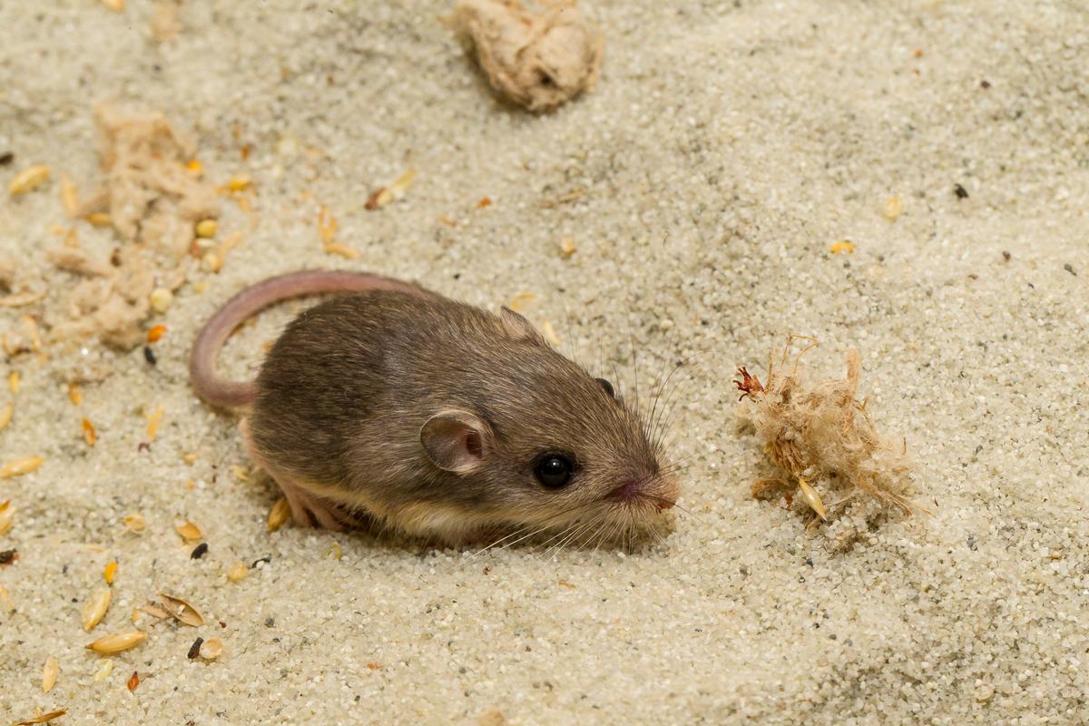 San Diego Zoo’s Mouse Sets Guinness World Record for Longest Lifespan