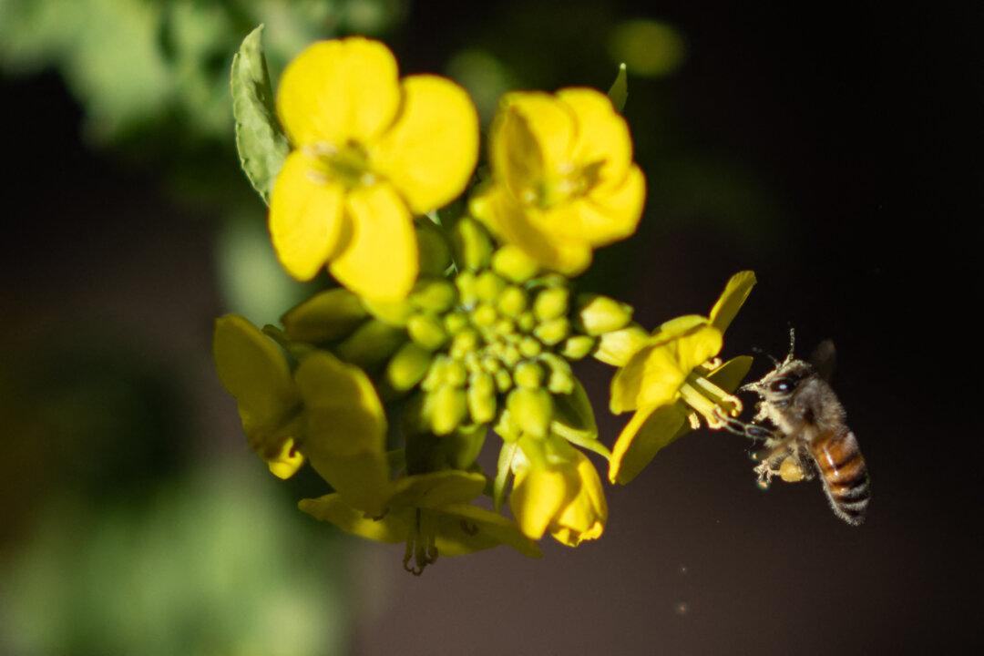 Investigation of Powder in Air Reveals It Was Pollen