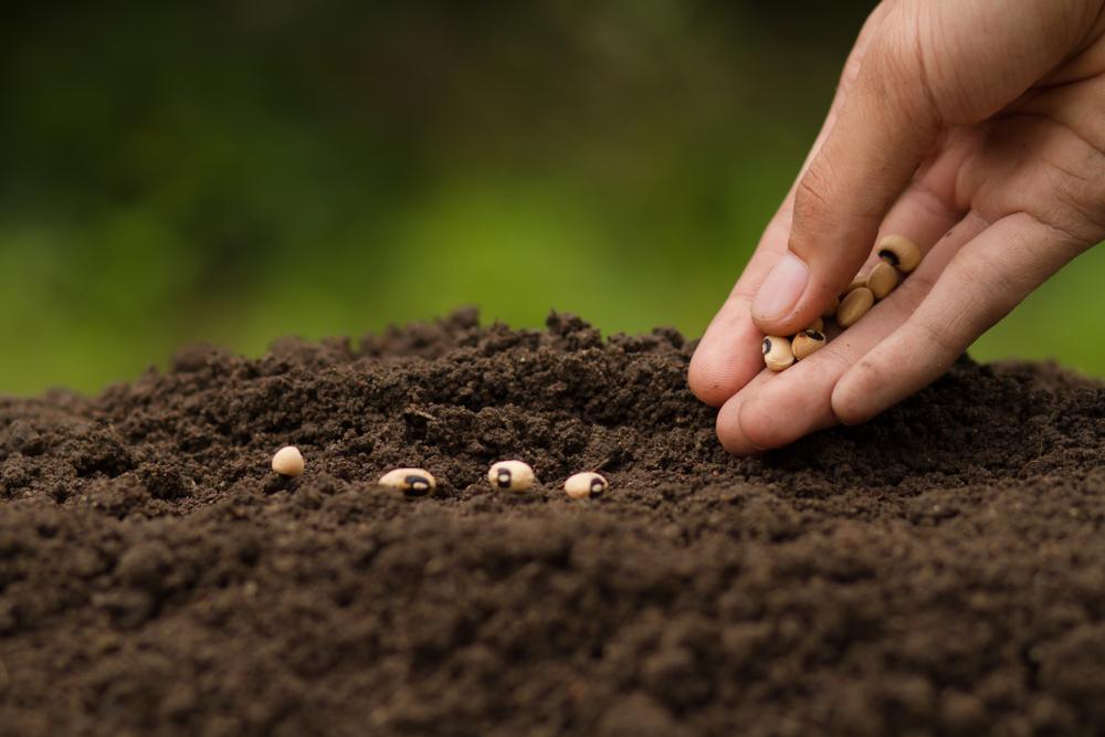 When growing vegetables from seeds, review the USDA plant hardiness map to make sure they are viable in your geographic region.(Piyaset/Shutterstock)