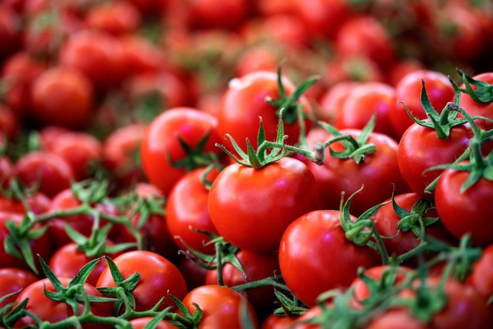 A Tomato for Every Garden
