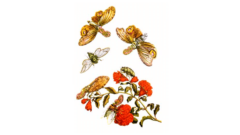 Illusions of Beauty and Status: Clara Dillingham Pierson’s Short Story for Children ‘The Night Moth With a Crooked Feeler’