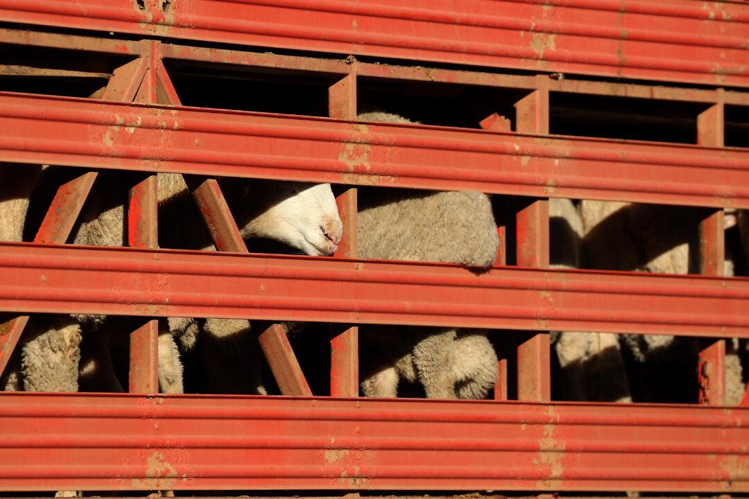 Australian Farmers Urge Government to Stop Cancelling Sheep Export Industry