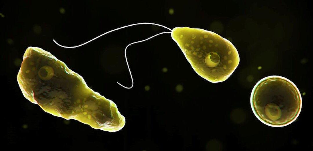 Toddler Dies From Rare Brain-Eating Amoeba Infection