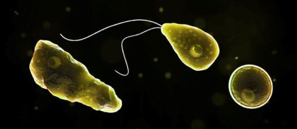 Naegleria fowleri, a brain-eating amoeba. (Courtesy of Centers for Disease Control and Prevention)