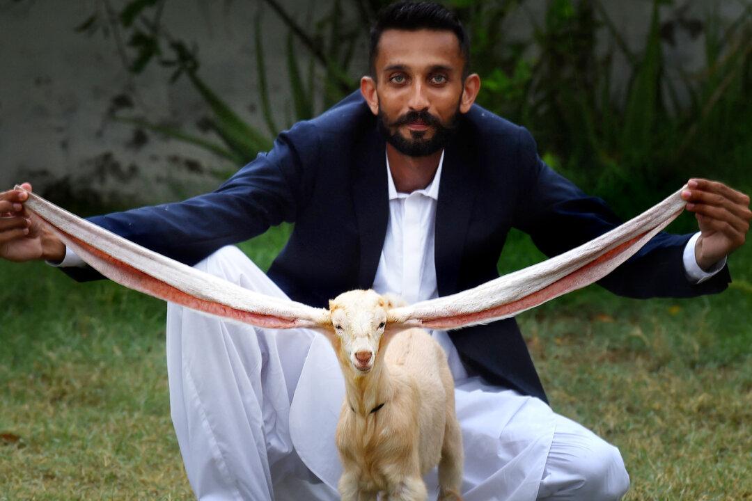 Goat Breeder Raises Kid With 2-Foot-Long Ears, Hits Up Guinness World Records to Create New Category