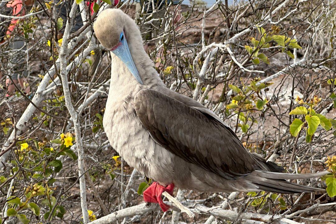 Deep Dive: A Closer Look at Life in the Galápagos