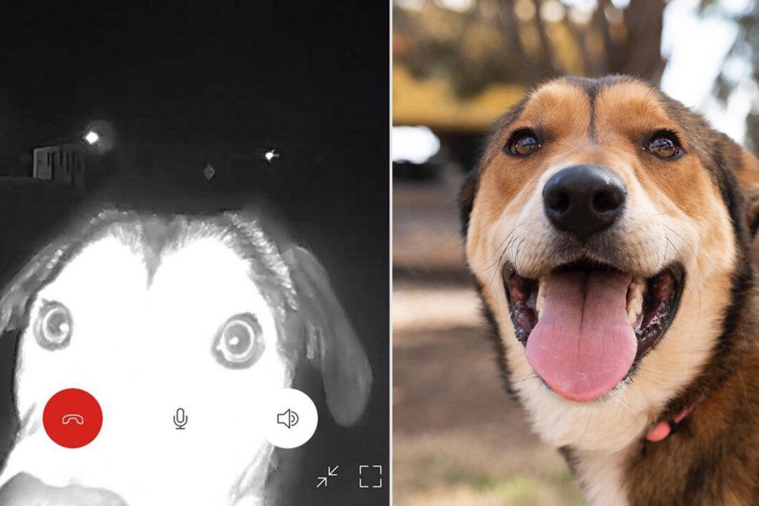 Runaway Dog Finds Her Way Back to Former Shelter and Shows Up at Their Door for Help