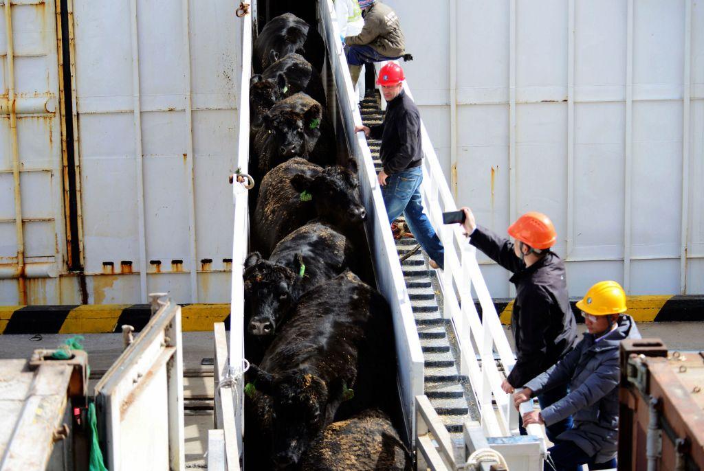 Malaysia Lifts Ban on Australian Live Cattle Exports