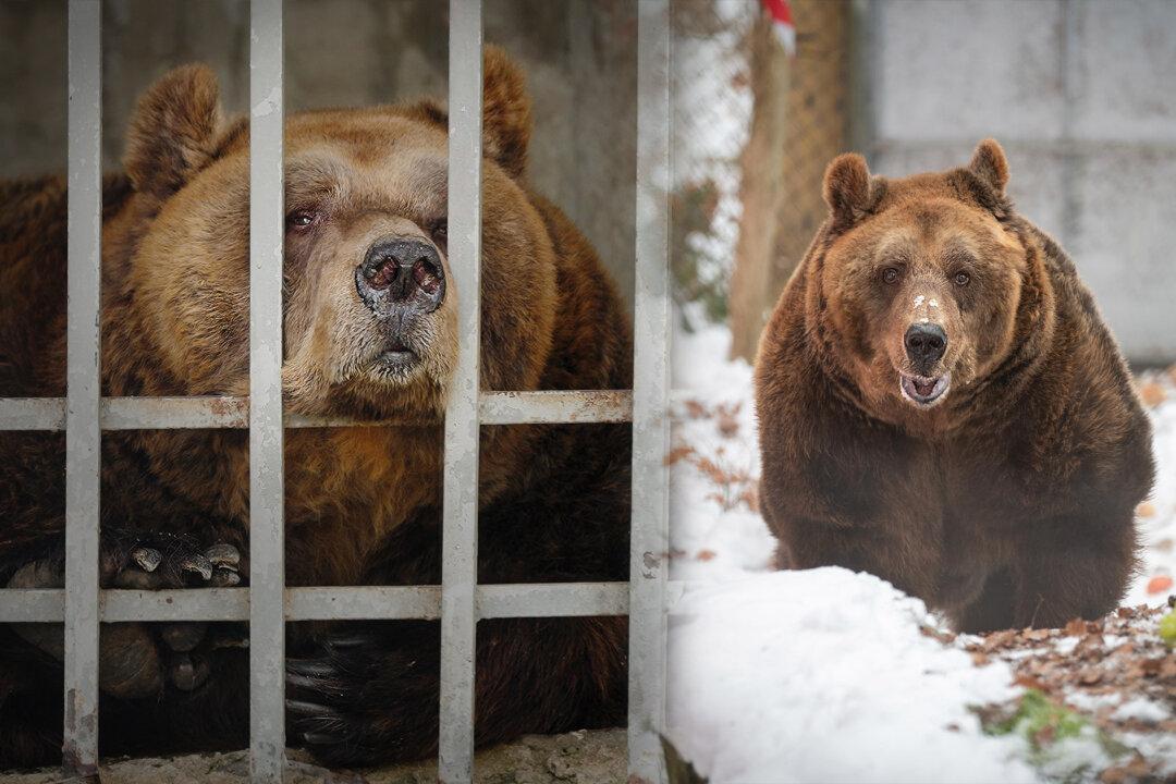 Saddest Restaurant Bear in Albania Freed From Tiny Cage After 20 Years of Boredom and Being Gawked At