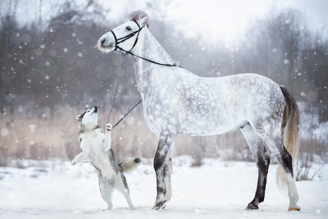 Gray Horse and Alaskan Dog Form an Instant Bond, Star in Incredible Snowy Photoshoot