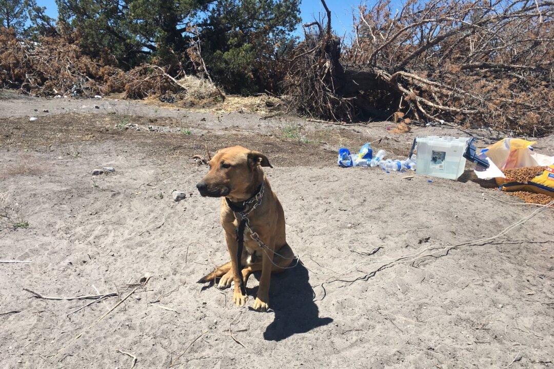 Dogs Routinely Abused at Illegal Cannabis Grows in California: Sheriff